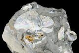 Iridescent Ammonite (Hoploscaphites) With Clams - South Dakota #180847-4
